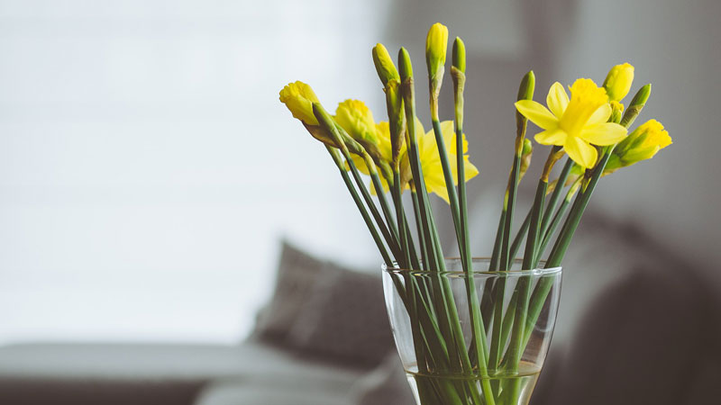 Fresh Flowers - Daffodils