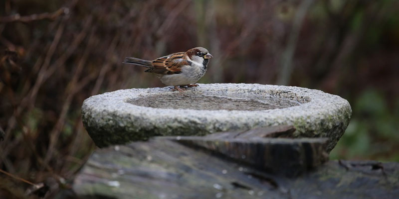 Sparrow In Bird Bath