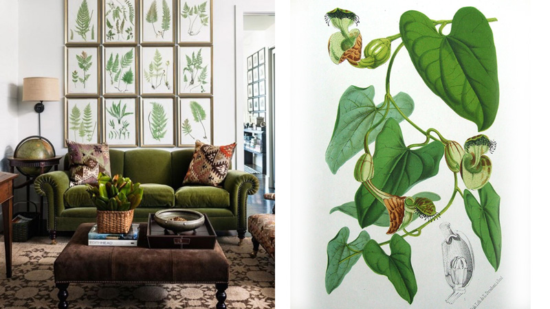 Botanical Prints