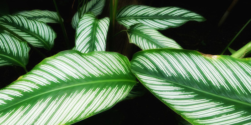 Prayer Plant - Calathea