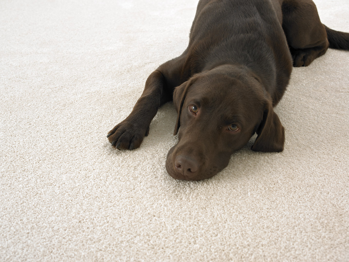 Dog on Carpet