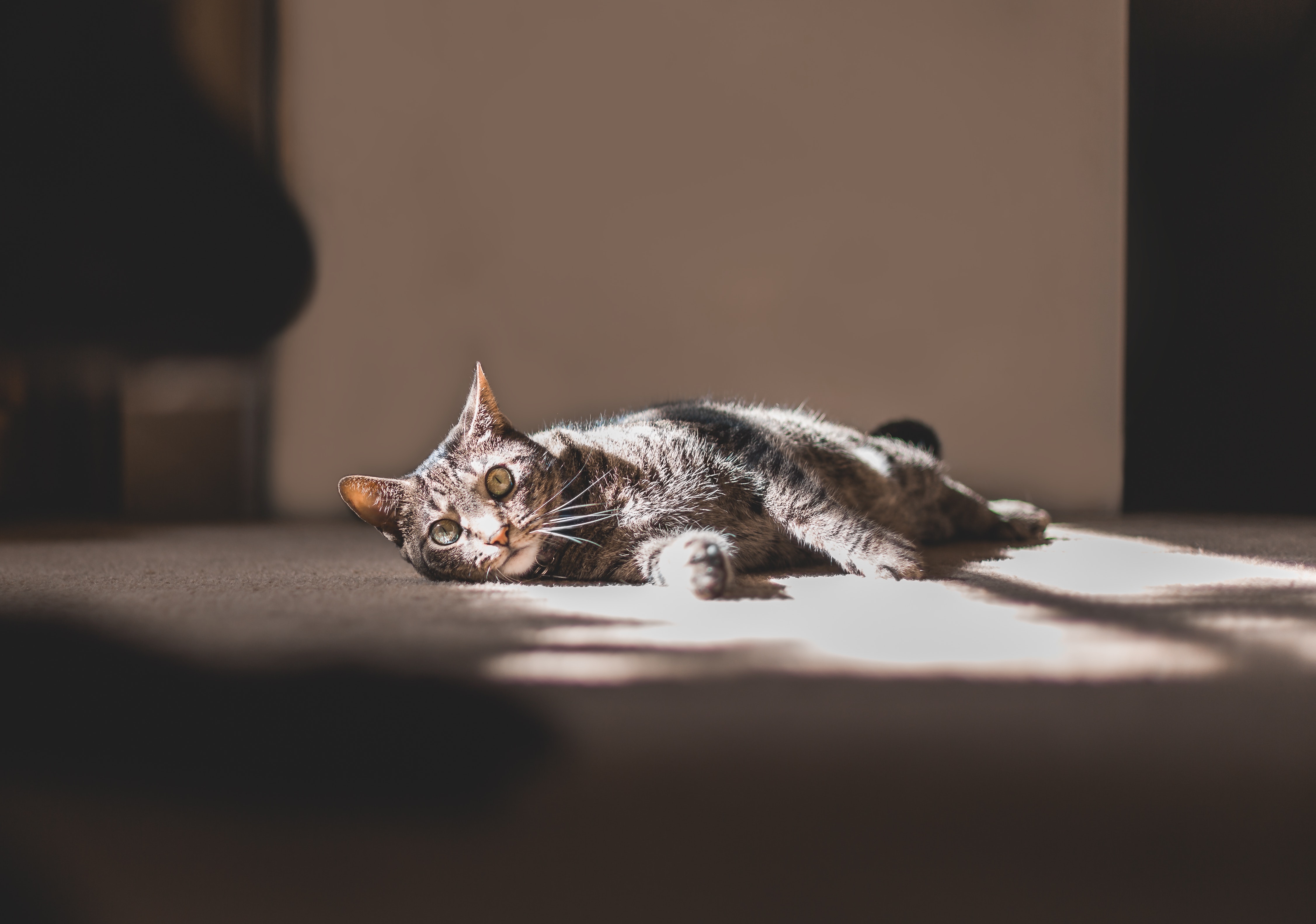 Cat on Carpet